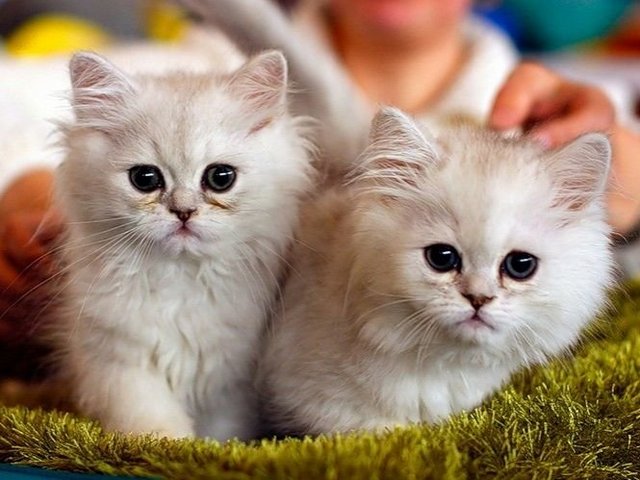 Породы кошек в Чегеме | ЗооТом портал о животных