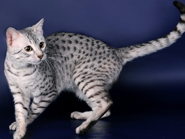 Породы кошек в Чегеме | ЗооТом портал о животных