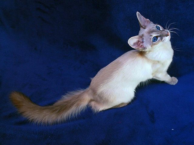 Выведенные породы кошек в Чегеме | ЗооТом портал о животных