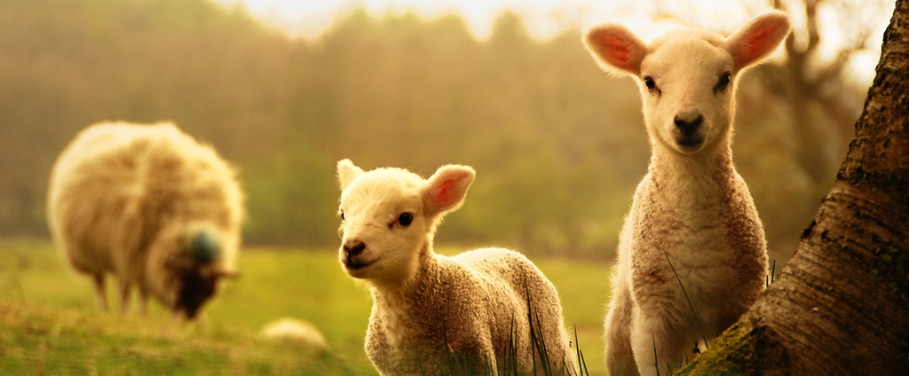 Объявления о сельскохозяйственных животных | ЗооТом - продажа, вязка и услуги для животных в Чегеме