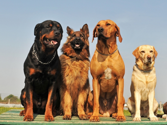 Крупные породы собак в Чегеме | ЗооТом портал о животных
